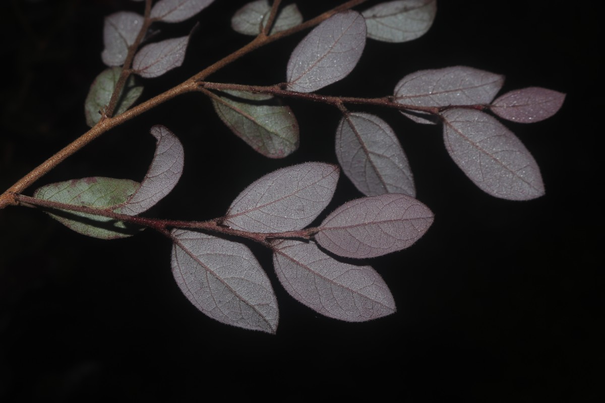 Loropetalum chinense (R.Br.) Oliv.